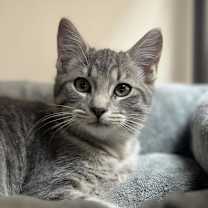 Thumbnail photo of Frida #3