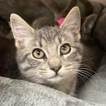 Thumbnail photo of Frida #4