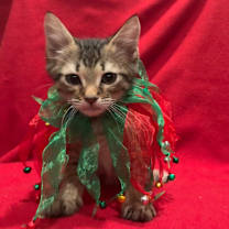 Thumbnail photo of Mystery 25-09-115 #1