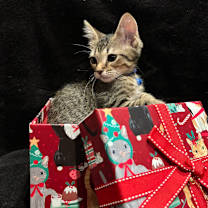 Thumbnail photo of Mystery 25-09-115 #2