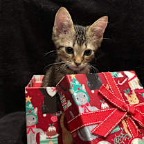 Thumbnail photo of Mystery 25-09-115 #3