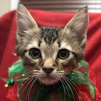 Thumbnail photo of Mystery 25-09-115 #4