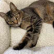 Thumbnail photo of Abby #3