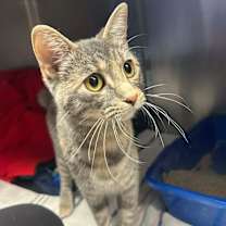 Thumbnail photo of Nahla #1