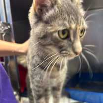 Thumbnail photo of Nahla #2