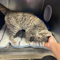 Thumbnail photo of Nahla #3