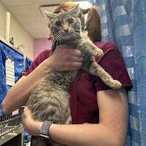 Thumbnail photo of Nahla #4