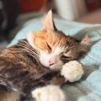 Thumbnail photo of Fluffy Mama <3 #3