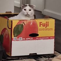 Thumbnail photo of Sparkle #2