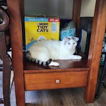 Thumbnail photo of Sparkle #4