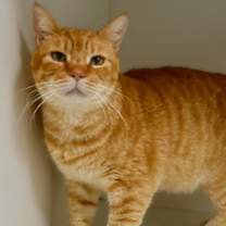 Thumbnail photo of Tommy #1