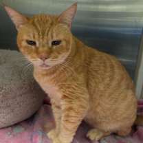 Thumbnail photo of Tommy #3