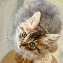 Thumbnail photo of Martini #1