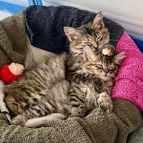 Thumbnail photo of Mimosa #3