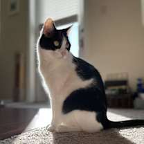 Thumbnail photo of Tesla (Tess) #1