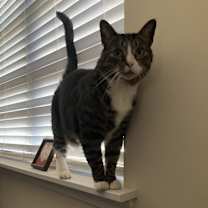 Thumbnail photo of Bison #2