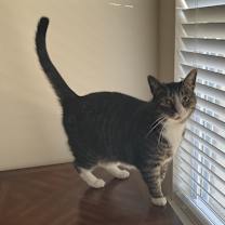 Thumbnail photo of Bison #4