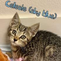 Thumbnail photo of Celeste #3