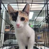 Thumbnail photo of Fizzy Iced Tea #2