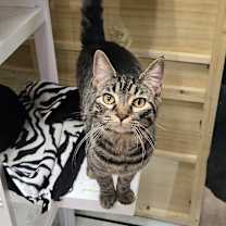 Thumbnail photo of Starship #1