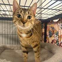 Thumbnail photo of Crystal #2