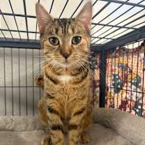 Thumbnail photo of Crystal #3