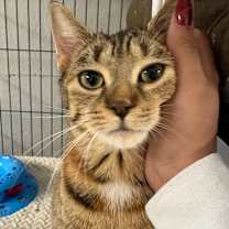 Thumbnail photo of Crystal #4