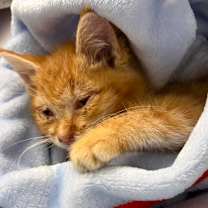 Thumbnail photo of Gumdrop #2