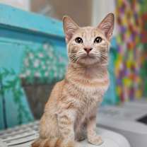 Thumbnail photo of Frankie #1