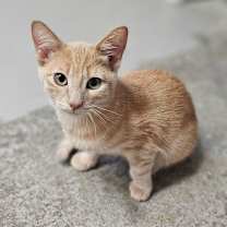 Thumbnail photo of Frankie #2