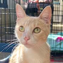 Thumbnail photo of Raven #2