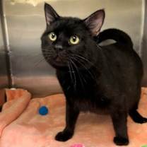 Thumbnail photo of Yang #1