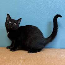 Thumbnail photo of Joey #1