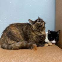 Thumbnail photo of Molli #2