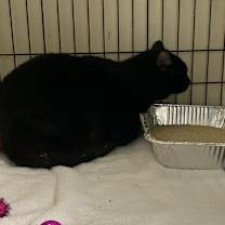 Thumbnail photo of Yang #2