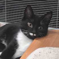 Thumbnail photo of Souffle #3