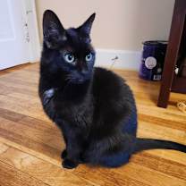 Thumbnail photo of Bella #3