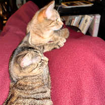 Thumbnail photo of Felini and Houdini #1