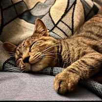 Thumbnail photo of Felini and Houdini #2