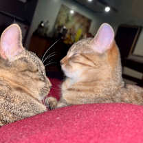 Thumbnail photo of Felini and Houdini #3