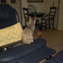 Thumbnail photo of Felini and Houdini #4