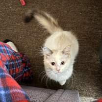 Thumbnail photo of Luna #2