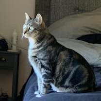 Thumbnail photo of Stella #4