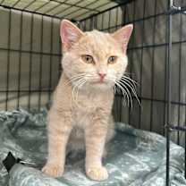 Thumbnail photo of Mango #3