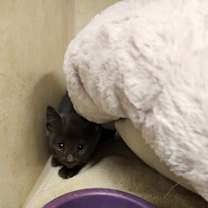 Thumbnail photo of Ash-Lee #2