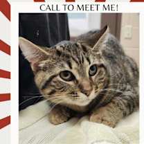 Thumbnail photo of Rabbit #1