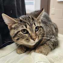 Thumbnail photo of Rabbit #2