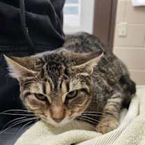 Thumbnail photo of Puffball #2