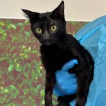 Thumbnail photo of Dawn #1