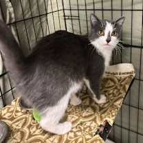 Thumbnail photo of Kiwi #2